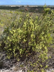 Struthiola striata