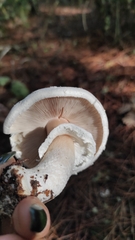 Agaricus