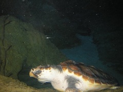 Caretta