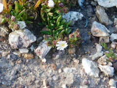 Mesembryanthemum longistylum