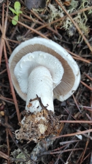 Agaricus
