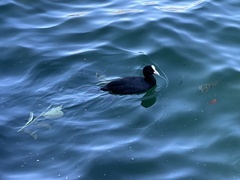 Fulica atra