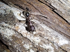 Camponotus intrepidus