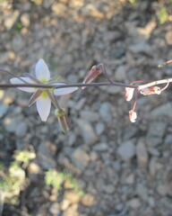 Heliophila cornuta squamata