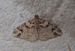 Catarhoe basochesiata