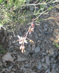 Heliophila cornuta squamata
