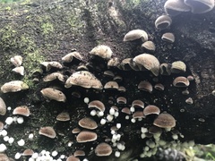 Auricularia nigricans