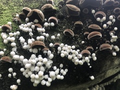 Auricularia nigricans