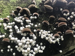 Auricularia nigricans