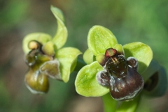 Ophrys bombyliflora