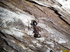 Camponotus intrepidus