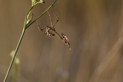 Empusa fasciata