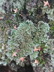 Physconia perisidiosa