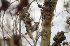 Chloropicus fuscescens