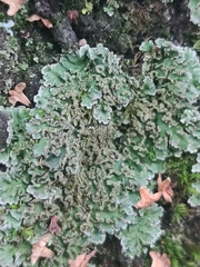 Physconia perisidiosa