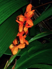 Hedychium