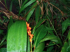 Hedychium