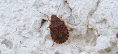 Sciocoris sideritidis