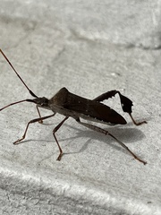 Leptoglossus oppositus