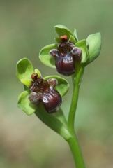 Ophrys bombyliflora