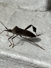 Leptoglossus oppositus