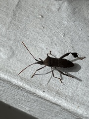 Leptoglossus oppositus