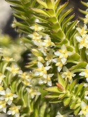 Struthiola striata