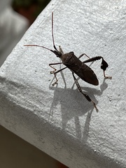 Leptoglossus oppositus