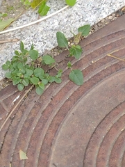 Parietaria judaica