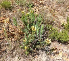 Leucadendron arcuatum