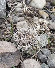 Eriosyce curvispina