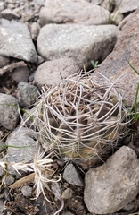 Eriosyce curvispina