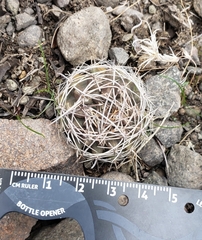 Eriosyce curvispina