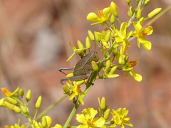 Eidalcamenes lobipennis