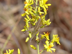 Eidalcamenes lobipennis