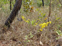 Eidalcamenes lobipennis