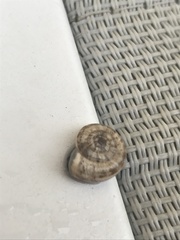 Xeroplexa intersecta