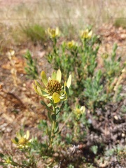 Leucadendron arcuatum