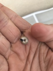 Xeroplexa intersecta