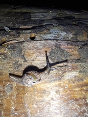 Helicarionidae