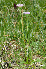 Erigeron alpinus
