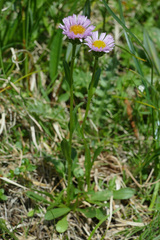 Erigeron alpinus