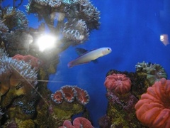 Nemateleotris decora