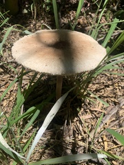 Macrolepiota