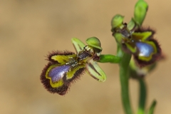 Ophrys speculum speculum