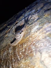 Helicarionidae