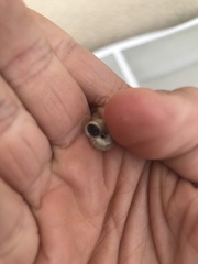 Xeroplexa intersecta