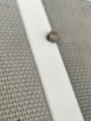 Xeroplexa intersecta