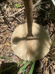 Macrolepiota