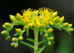 Sedum mexicanum